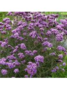 Ernyős verbéna / Verbena bonariensis 'Lollipop'