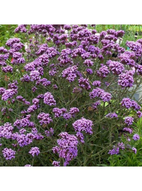 Ernyős verbéna / Verbena bonariensis 'Lollipop'