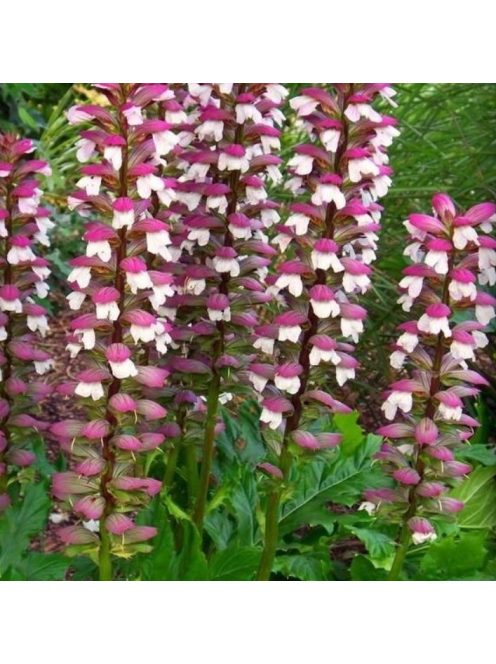 Balkáni medveköröm / Acanthus hungaricus White Lips