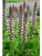Balkáni medveköröm / Acanthus hungaricus White Lips