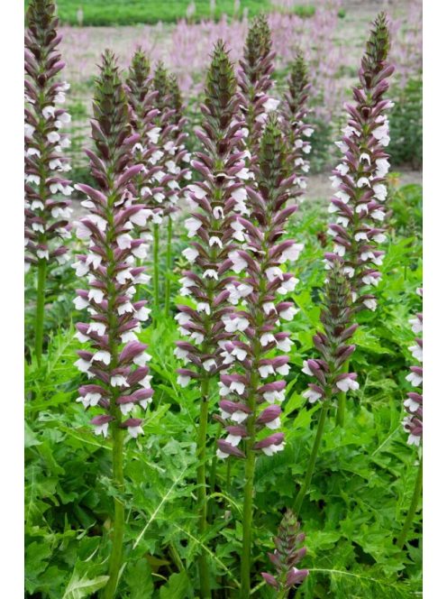 Balkáni medveköröm / Acanthus hungaricus White Lips