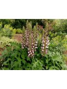 Balkáni medveköröm / Acanthus hungaricus White Lips