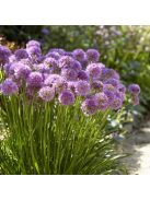 Díszhagyma / Allium Millenium