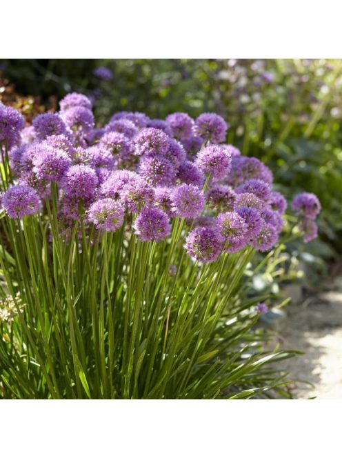 Díszhagyma / Allium Millenium