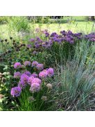 Díszhagyma / Allium Millenium
