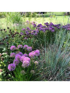 Díszhagyma / Allium Millenium