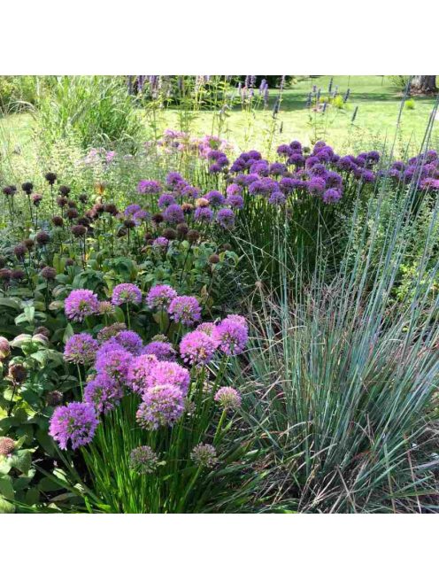 Díszhagyma / Allium Millenium