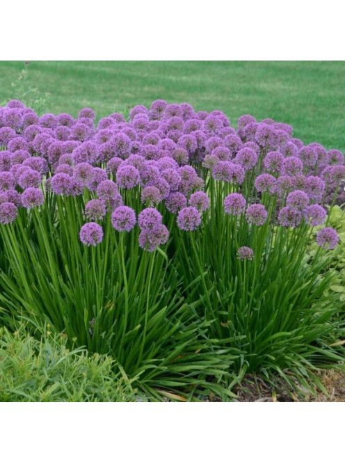 Díszhagyma / Allium Millenium