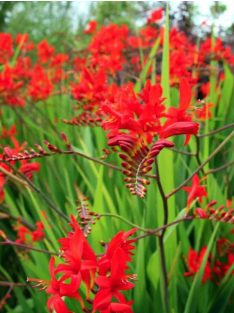Sáfrányfű / Crocosmia Lucifer