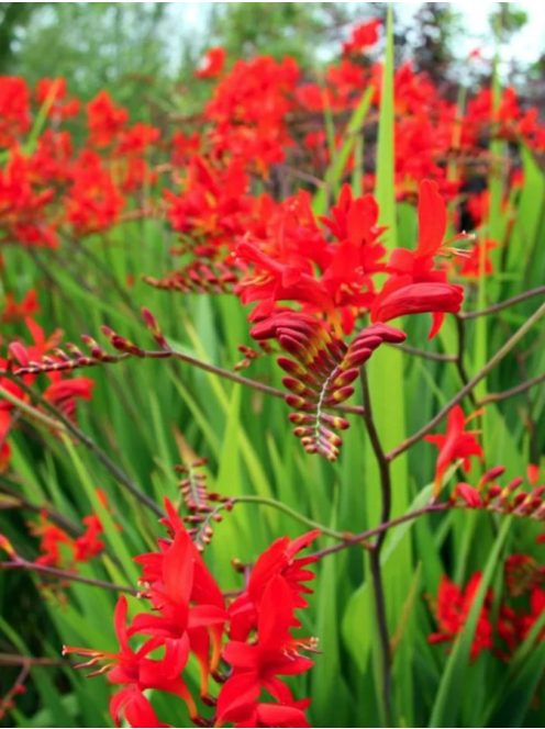 Sáfrányfű / Crocosmia Lucifer