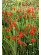 Sáfrányfű / Crocosmia Lucifer