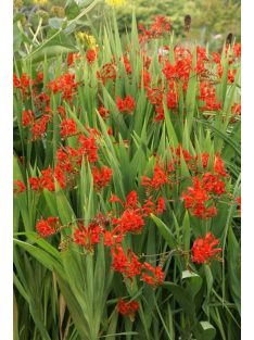 Sáfrányfű / Crocosmia Lucifer