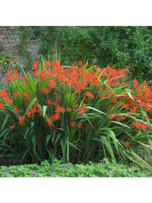 Sáfrányfű / Crocosmia Lucifer