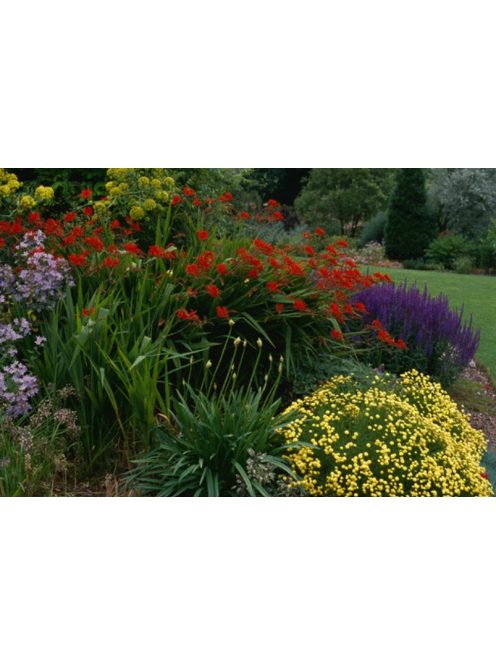 Sáfrányfű / Crocosmia Lucifer