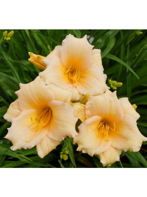 Sásliliom / Hemerocallis Mini Pearl