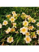 Sásliliom / Hemerocallis Mini Pearl