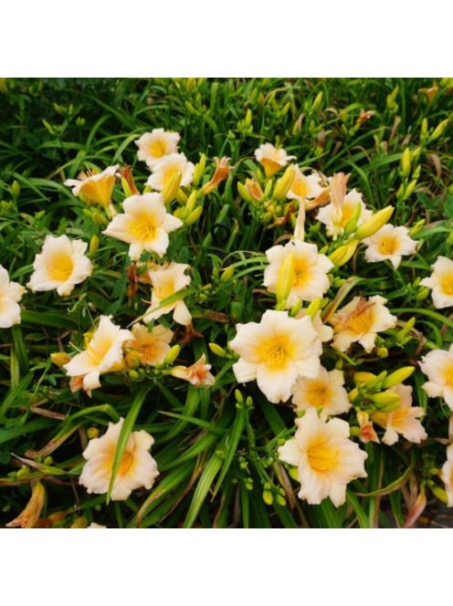 Sásliliom / Hemerocallis Mini Pearl