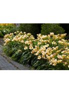 Sásliliom / Hemerocallis Mini Pearl