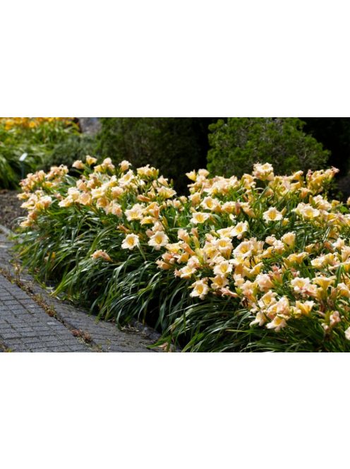 Sásliliom / Hemerocallis Mini Pearl