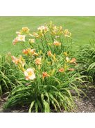Sásliliom / Hemerocallis Mini Pearl