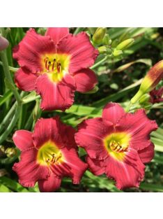 Sásliliom / Hemerocallis Pardon Me