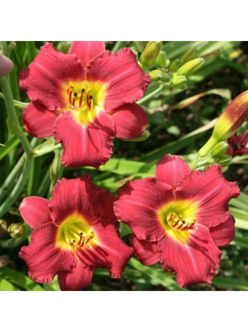 Sásliliom / Hemerocallis Pardon Me