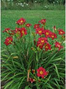 Sásliliom / Hemerocallis Pardon Me