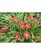 Sásliliom / Hemerocallis Pardon Me