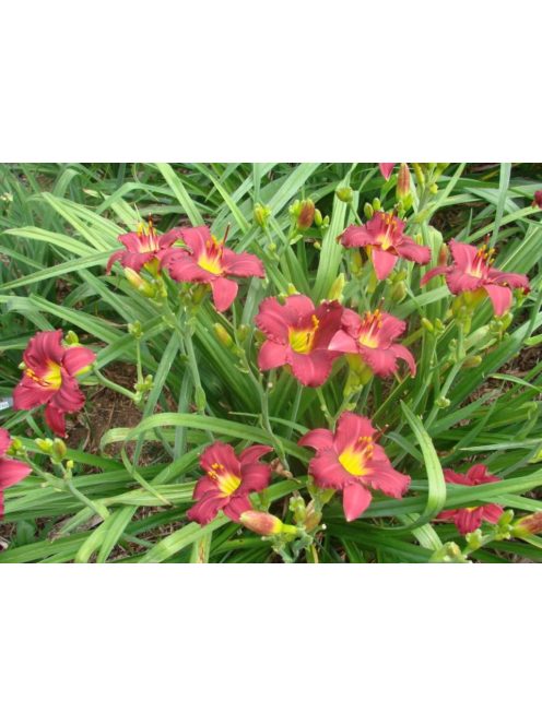 Sásliliom / Hemerocallis Pardon Me