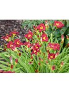 Sásliliom / Hemerocallis Pardon Me