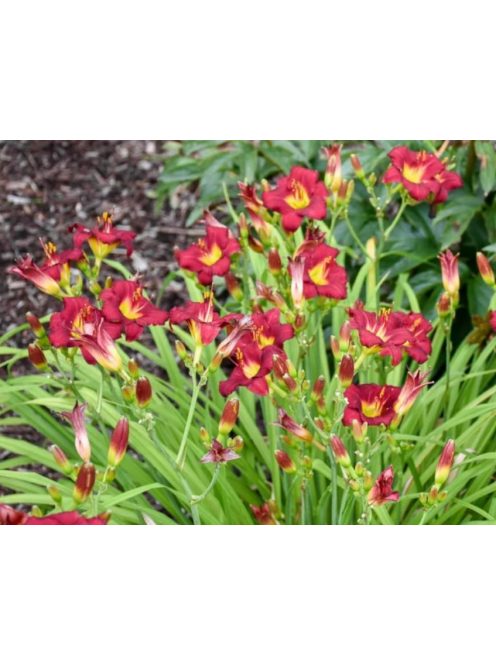 Sásliliom / Hemerocallis Pardon Me