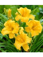 Sásliliom / Hemerocallis Stella d’ Oro