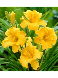 Sásliliom / Hemerocallis Stella d’ Oro