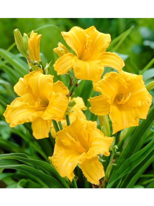 Sásliliom / Hemerocallis Stella d’ Oro