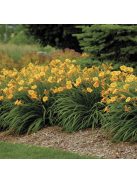 Sásliliom / Hemerocallis Stella d’ Oro