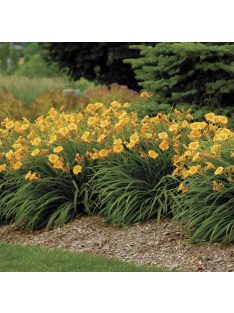 Sásliliom / Hemerocallis Stella d’ Oro