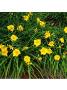 Sásliliom / Hemerocallis Stella d’ Oro