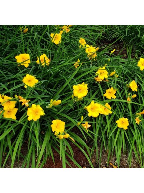 Sásliliom / Hemerocallis Stella d’ Oro