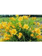 Sásliliom / Hemerocallis Stella d’ Oro