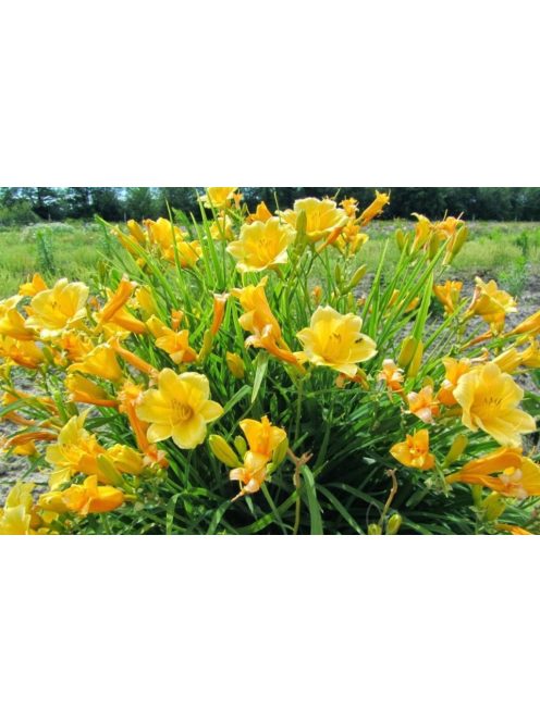 Sásliliom / Hemerocallis Stella d’ Oro