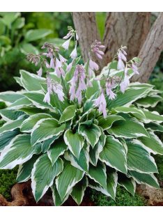 Árnyékliliom / Hosta Albomarginata
