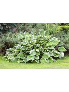 Árnyékliliom / Hosta Albomarginata