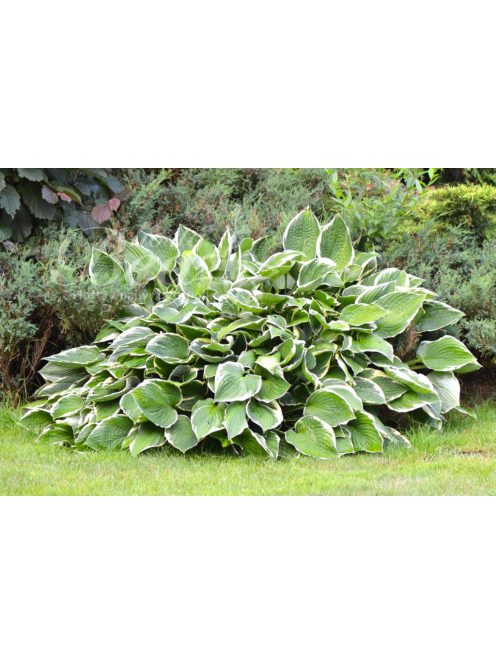 Árnyékliliom / Hosta Albomarginata