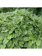 Árnyékliliom / Hosta Albomarginata