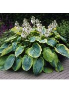 Árnyékliliom / Hosta Frances Williams