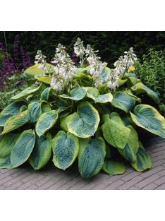 Árnyékliliom / Hosta Frances Williams