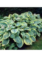 Árnyékliliom / Hosta Frances Williams