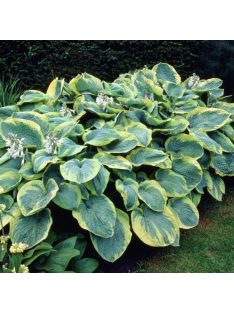 Árnyékliliom / Hosta Frances Williams
