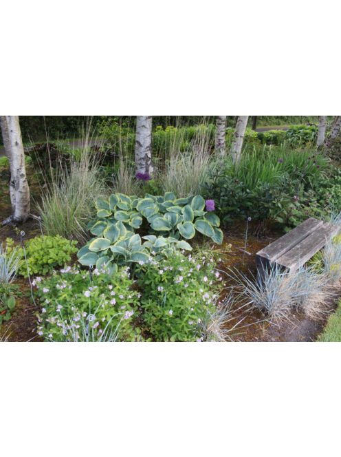 Árnyékliliom / Hosta Frances Williams