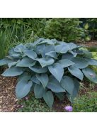 Árnyékliliom / Hosta Halcyon